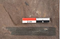 Foto (Detailansicht) von Phragmites oeningensis Braun (NHMW-GEO-2024-0188-0356)